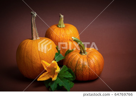 Punkins on a rustic background, Thanksgiving Punkins on a rustic background, Thanksgiving 64769766
