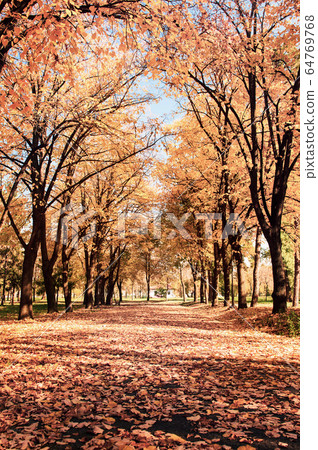 Park covered in fallen leaves, autumn scene 64769768