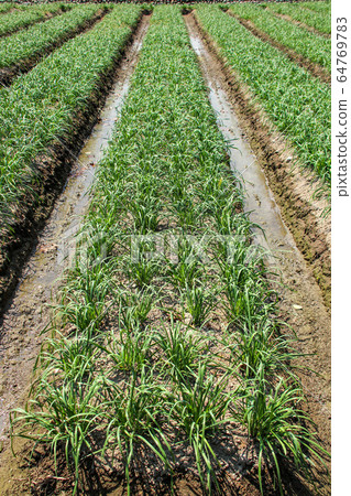 台灣大白菜花，大白菜，一種栽培的柑橘類水果，有豐富的綠色藤蔓，秋季有天堂般的多白花粉美麗的半球形花。 64769783