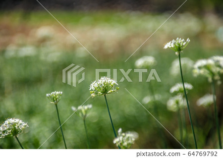 台灣大白菜花，大白菜，一種栽培的柑橘類水果，有豐富的綠色藤蔓，秋季有天堂般的多白花粉美麗的半球形花。 64769792