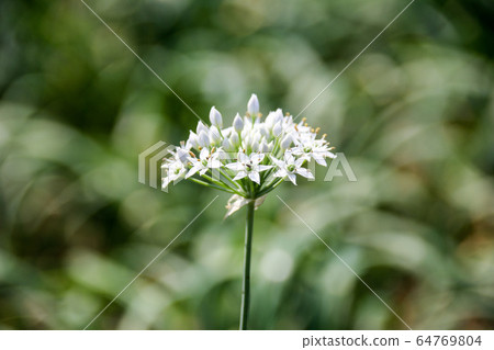 台灣大白菜花，大白菜，一種栽培的柑橘類水果，有豐富的綠色藤蔓，秋季有天堂般的多白花粉美麗的半球形花。 64769804