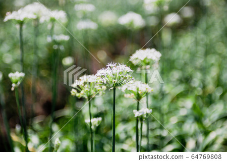 台灣大白菜花，大白菜，一種栽培的柑橘類水果，有豐富的綠色藤蔓，秋季有天堂般的多白花粉美麗的半球形花。 64769808