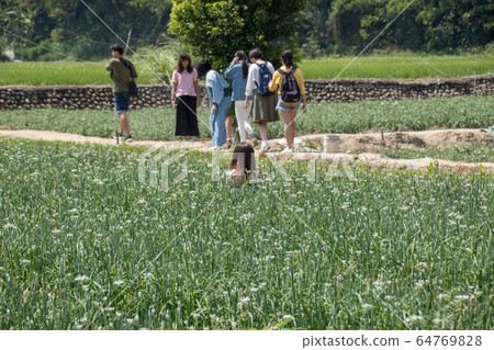 Taiwan Chinese cabbage flower, Chinese cabbage, a kind of cultivated citrus fruit rich green vine, autumnal heavenly multi-white pollen beautiful hemispherical flower. 64769828
