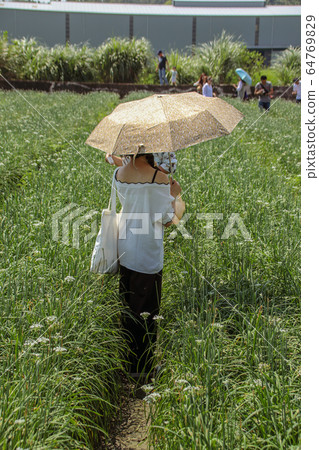 Taiwan Chinese cabbage flower, Chinese cabbage, a kind of cultivated citrus fruit rich green vine, autumnal heavenly multi-white pollen beautiful hemispherical flower. Taiwan Chinese cabbage flower, Chinese cabbage, a kind of cultivated citrus fruit rich green vine, autumnal heavenly multi-white pollen beautiful hemispherical flower. 64769829