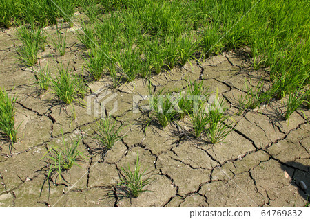台灣大白菜花，大白菜，一種栽培的柑橘類水果，有豐富的綠色藤蔓，秋季有天堂般的多白花粉美麗的半球形花。 64769832