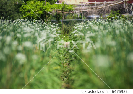 台灣大白菜花，大白菜，一種栽培的柑橘類水果，有豐富的綠色藤蔓，秋季有天堂般的多白花粉美麗的半球形花。 64769833