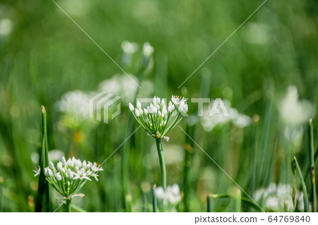 台灣大白菜花，大白菜，一種栽培的柑橘類水果，有豐富的綠色藤蔓，秋季有天堂般的多白花粉美麗的半球形花。 64769840