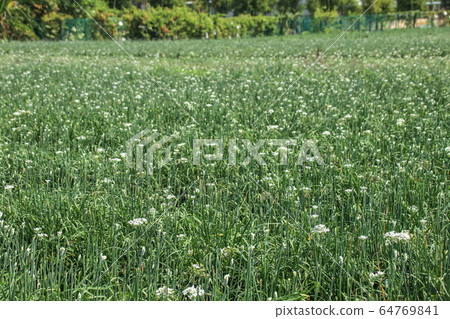 台灣大白菜花，大白菜，一種栽培的柑橘類水果，有豐富的綠色藤蔓，秋季有天堂般的多白花粉美麗的半球形花。 64769841