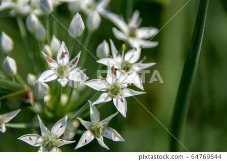 台灣大白菜花，大白菜，一種栽培的柑橘類水果，有豐富的綠色藤蔓，秋季有天堂般的多白花粉美麗的半球形花。 64769844