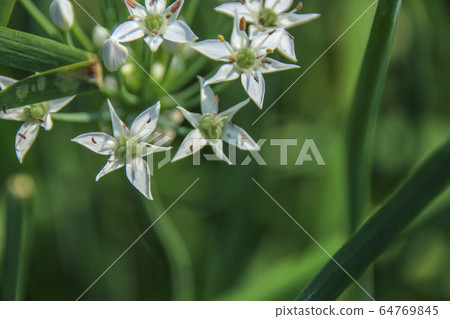 台灣大白菜花，大白菜，一種栽培的柑橘類水果，有豐富的綠色藤蔓，秋季有天堂般的多白花粉美麗的半球形花。 64769845