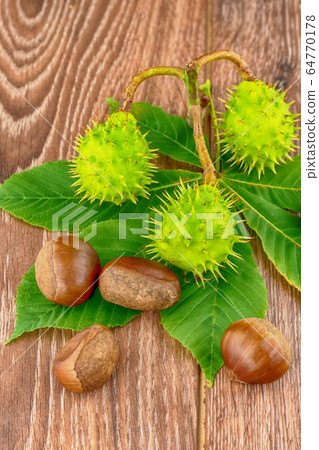 green brown chestnut hanging on a branch lies on a 64770178
