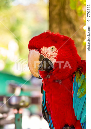 colorful red parrot with colorful wings, portrait colorful red parrot with colorful wings, portrait 64770221