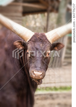 big brown bull watusi, bred in Africa, stands and 64770237