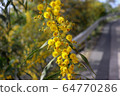 Blossoming of mimosa tree. Acacia pycnantha close up in spring, bright yellow flowers, coojong, golden wreath wattle, orange wattle, blue-leafed wattle 64770286