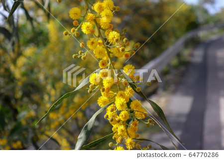 Blossoming of mimosa tree. Acacia pycnantha close up in spring, bright yellow flowers, coojong, golden wreath wattle, orange wattle, blue-leafed wattle Blossoming of mimosa tree. Acacia pycnantha close up in spring, bright yellow flowers, coojong, golden wreath wattle, orange wattle, blue-leafed wattle 64770286