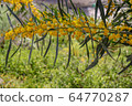 Blossoming of mimosa tree. Acacia pycnantha close up in spring, bright yellow flowers, coojong, golden wreath wattle, orange wattle, blue-leafed wattle 64770287