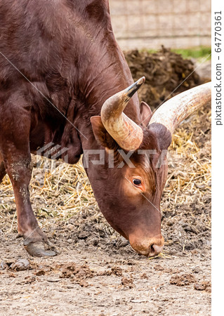 brown cow graze with big white watussi horns 64770361