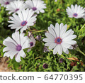 Group of beautiful african moon flowers in a garden 64770395