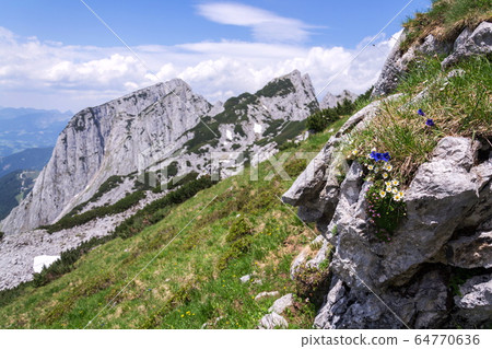 Alpine mountain wildflowers near top of the Grosser Donnerkogel Mountain in Alps, Gosau, Gmunden district, Upper Austria federal state, sunny summer day, clear blue sky, exploration wanderlust concept Alpine mountain wildflowers near top of the Grosser Donnerkogel Mountain in Alps, Gosau, Gmunden district, Upper Austria federal state, sunny summer day, clear blue sky, exploration wanderlust concept 64770636
