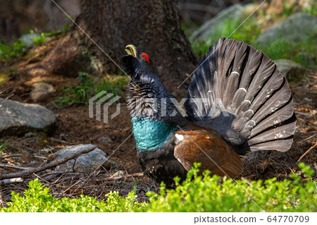 Majestic male of western capercaillie during morning sunrise in the forest 64770709