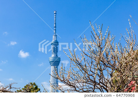 Plum blossoms and Tokyo Sky Tree Kameido Tenjin Plum blossoms and Tokyo Sky Tree Kameido Tenjin 64770908