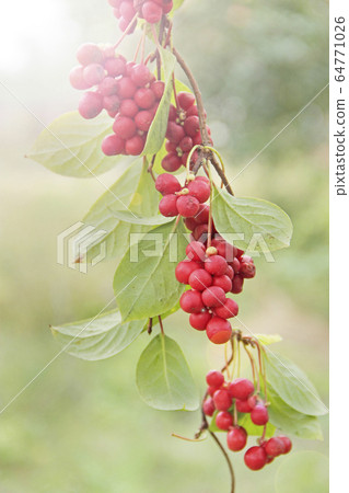schizandra with green leaves hang in sunny rays in schizandra with green leaves hang in sunny rays in 64771026