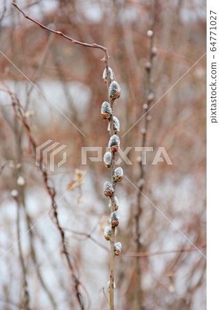 branch of willow in the spring. pussy-willow branch of willow in the spring. pussy-willow 64771027