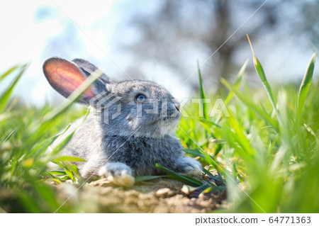 Small grey rabbit in green grass closeup 64771363