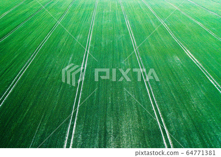 Aerial photo flying over green grain wheat field Aerial photo flying over green grain wheat field 64771381