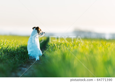 Jack russel terrier on green field 64771390