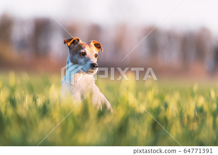 Jack russel terrier on green field Jack russel terrier on green field 64771391
