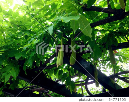 紫藤果和明亮的陽光 紫藤果和明亮的陽光 64771503