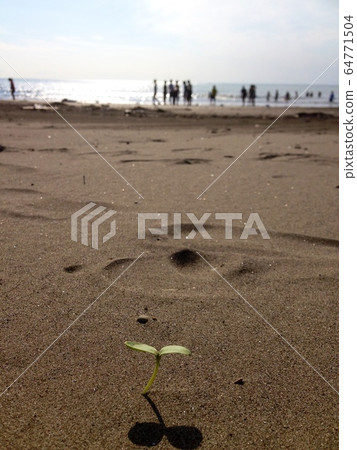夏日海灘和雙葉 夏日海灘和雙葉 64771504