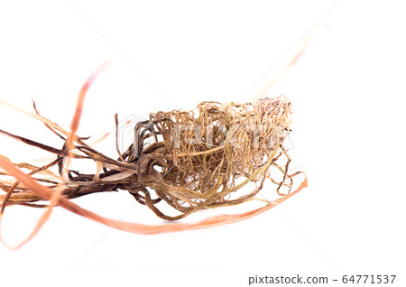 Dry tangled plant roots on a white background. Dry tangled plant roots on a white background. 64771537
