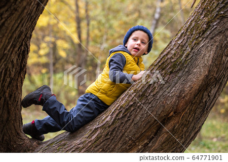 A little boy climbs up a tree 64771901