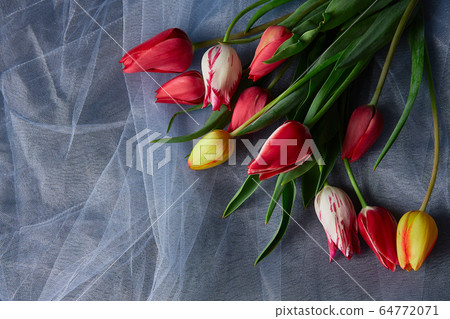 Colored tulips on abstract background Colored tulips on abstract background 64772071