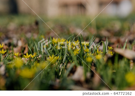 Yellow star of Bethlehem (Gagea lutea) early spring flower 64772162