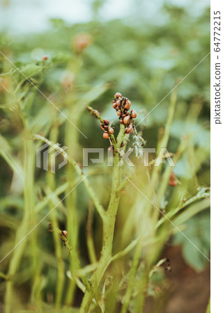 close up view of colorado bettle on poptato leaves close up view of colorado bettle on poptato leaves 64772215
