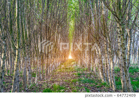 rows of trees in the forest planted by man for the restoration of nature rows of trees in the forest planted by man for the restoration of nature 64772409
