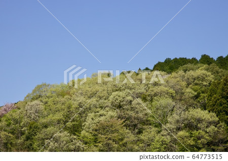 Fresh green 64773515