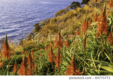 (Shizuoka Prefecture) Alagoe from Nishi-Izu Town Tako / Imayama 64773771