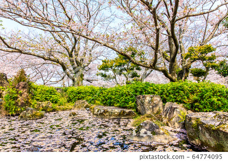 Cherry blossoms at Tachibana Shrine [Unzen City, Nagasaki Prefecture] 64774095
