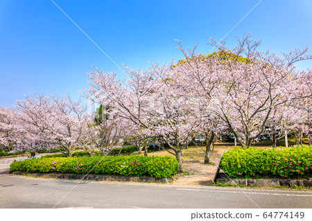 Cherry blossoms at Tachibana Shrine [Unzen City, Nagasaki Prefecture] 64774149
