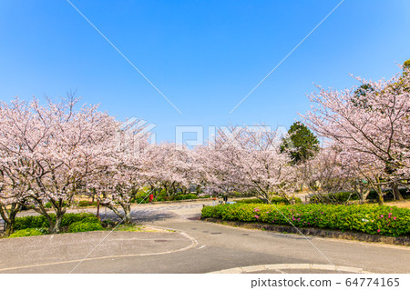 Cherry blossoms at Tachibana Shrine [Unzen City, Nagasaki Prefecture] 64774165