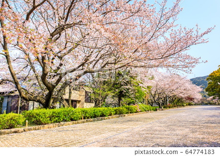 Cherry blossoms at Tachibana Shrine [Unzen City, Nagasaki Prefecture] 64774183
