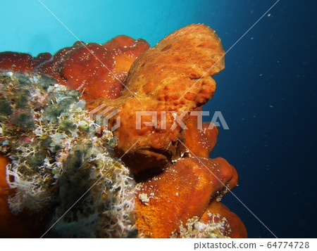 Frogfish Frogfish 64774728