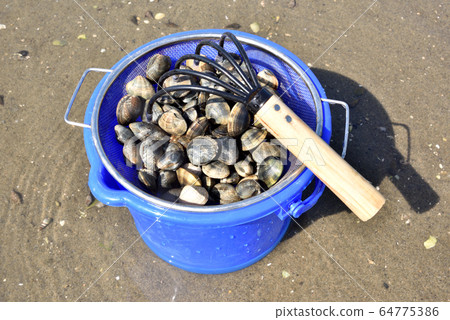 蛤lam採摘,蛤s,潮汐,退潮,淺灘,春季休閒 蛤lam採摘,蛤s,潮汐,退潮,淺灘,春季休閒 64775386