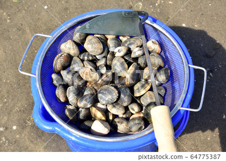 蛤lam採摘，蛤s，潮汐，退潮，淺灘，春季休閒 64775387