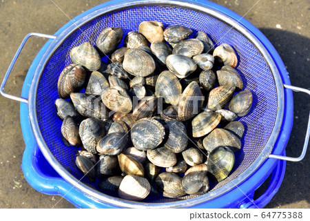 蛤lam採摘,蛤s,潮汐,退潮,淺灘,春季休閒 蛤lam採摘,蛤s,潮汐,退潮,淺灘,春季休閒 64775388