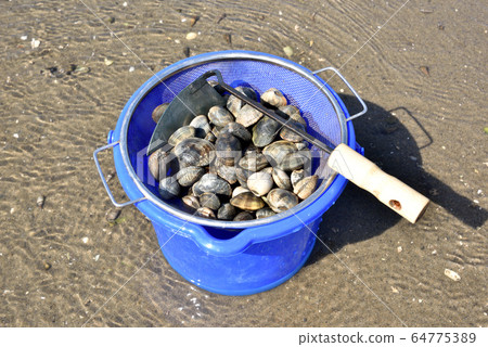 蛤lam採摘，蛤s，潮汐，退潮，淺灘，春季休閒 64775389